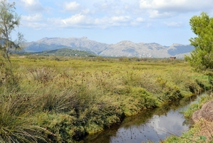 176 Mallorca oktober 2014 - natuurgebied Albufereta