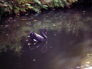 Berlaar-16-10-14 005