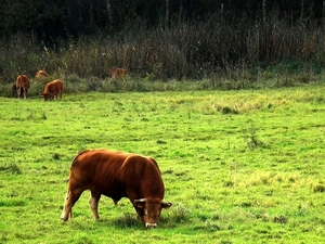 Berlaar-16-10-14 009