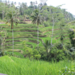 Tegalalang