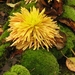 Chrysanten in de Japanse tuin 007