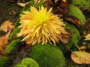 Chrysanten in de Japanse tuin 007