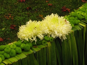 Chrysanten in de Japanse tuin 014