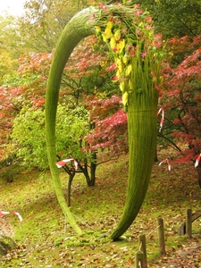 Chrysanten in de Japanse tuin 016
