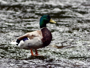 Bolton Abbey 06