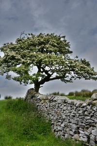 Chapel le Dale 08