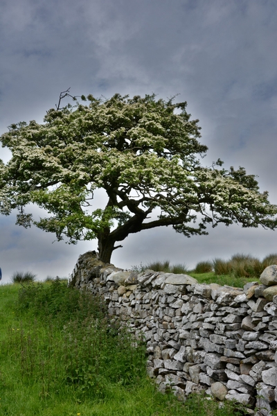 Chapel le Dale 08