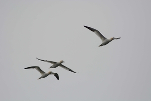 Farn Islands 03