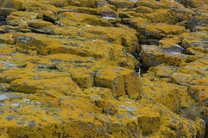 Farn Islands 09