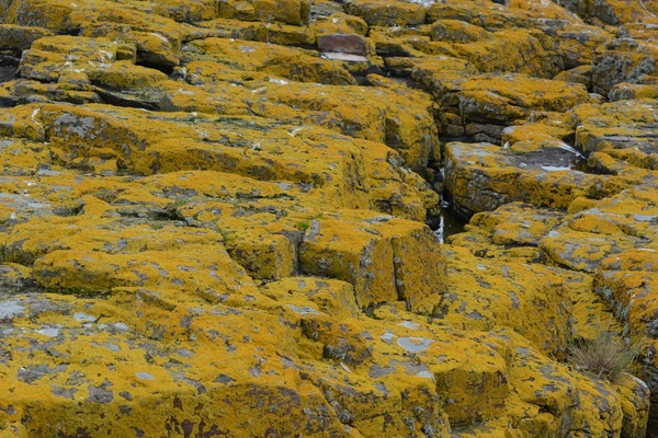Farn Islands 09