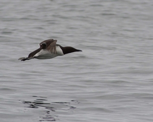 Farn Islands 10