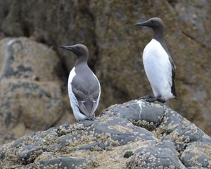 Farn Islands 11