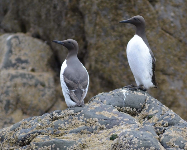 Farn Islands 11