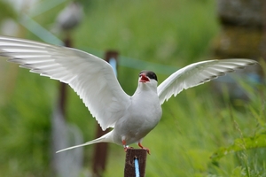 Farn Islands 12