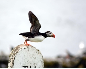 Farn Islands 13