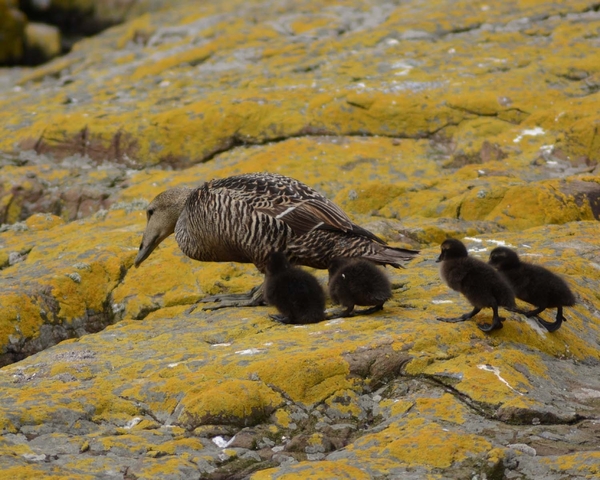 Farn Islands 14
