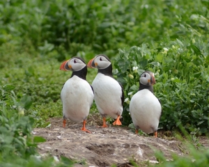 Farn Islands 15