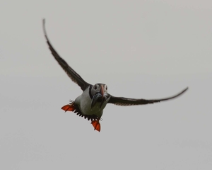 Farn Islands 16