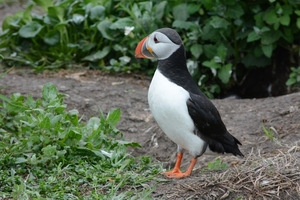 Farn Islands 17