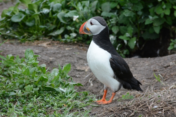 Farn Islands 17