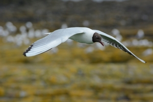 Farn Islands 18