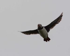 Farn Islands 19