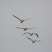 Farn Islands 20