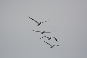 Farn Islands 20