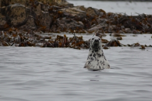 Farn Islands 21