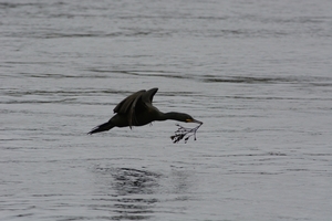 Farn Islands 22