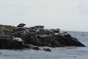 Farn Islands 23