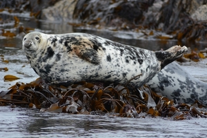 Farn Islands 24