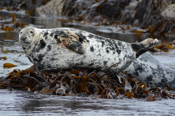 Farn Islands 24