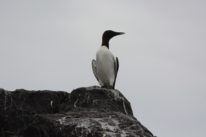 Farn Islands 26