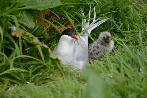 Farn Islands 27