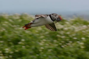 Farn Islands 28