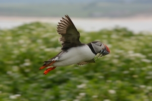 Farn Islands 29