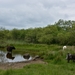 Hadrians Wall 4