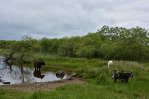 Hadrians Wall 4