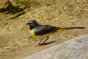 Jannett Foss 07