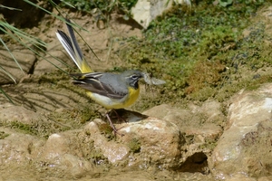 Jannett Foss 08