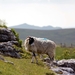 Malham Cove 07