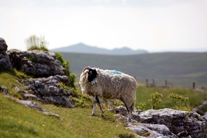 Malham Cove 07