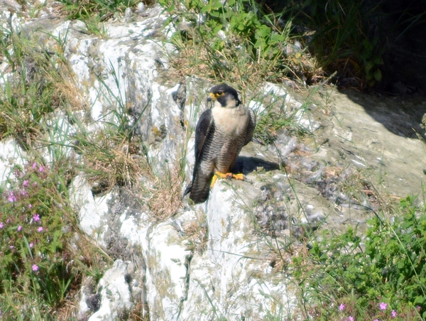 Malham Cove 08
