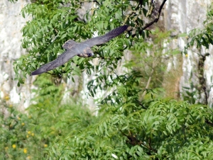 Malham Cove 10