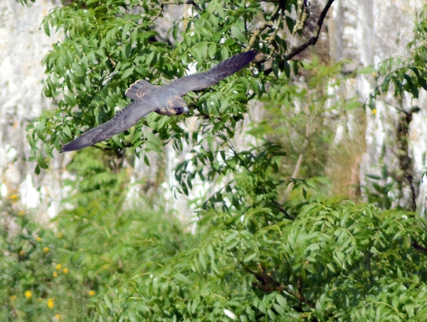 Malham Cove 10
