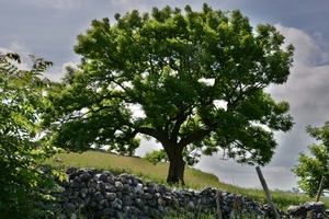 Malham Cove 11