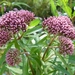 Leverkruid 04