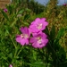 Wilgenroosje (Harig -) 04