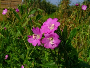 Wilgenroosje (Harig -) 04